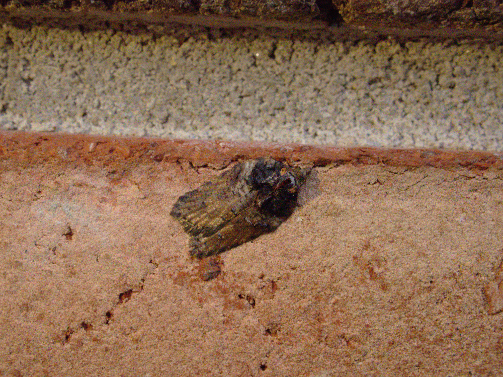 A very variable species_20200310.jpg
